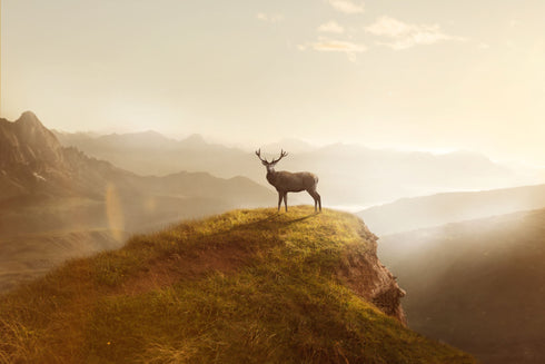 0650 - Lookout